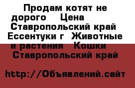 Продам котят не дорого. › Цена ­ 4 500 - Ставропольский край, Ессентуки г. Животные и растения » Кошки   . Ставропольский край